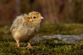 Four days old quail, Coturnix japonica.....photographed in nature