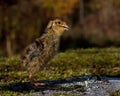 Four days old quail, Coturnix japonica.....photographed in nature