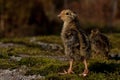 Four days old quail, Coturnix japonica.....photographed in nature