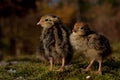 Four days old quail, Coturnix japonica.....photographed in nature