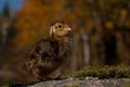 Four days old quail, Coturnix japonica.....photographed in nature