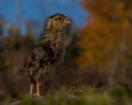 Four days old quail, Coturnix japonica.....photographed in nature