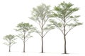 Set of Green Trees Isolated on White Background Royalty Free Stock Photo