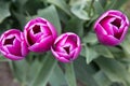 Four deep pink tulips with white edges seen from above