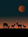 Four deer silhouettes on a hill with sunset in background