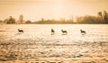 Four deer on a snowy field on a sunny winter day