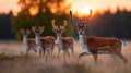 Four deer are standing in a field with the sun setting in the background Royalty Free Stock Photo