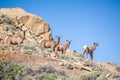 Four deers, elks on the mountains