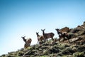 Four deers, elks on the mountains in Chaco