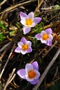 Four Delicate February Crocus Blossoms Royalty Free Stock Photo