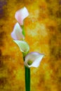 Four delicate mini peach calla lillies against dark grunge background Royalty Free Stock Photo