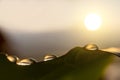 Four dew on the banana leaves in the morning with sun light. low angle Royalty Free Stock Photo