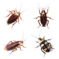 Various cockroach species isolated on transparent png background