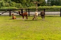 Four different colored alpacas on a green grass meadow. lying and standing, relaxed posture. Wooden fence in the