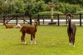 Four different colored alpacas on a green grass meadow. Two lying and two standing in the foreground, relaxed position