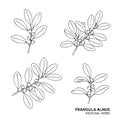Four different drawings of a Frangula alnus leaf Royalty Free Stock Photo