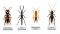 Four different insect specimens isolated on a bright white background Royalty Free Stock Photo