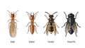 Insect comparison featuring alate, soldier, termite and house fly on white background Royalty Free Stock Photo