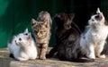 Four different kittens are looking up. Summer shot.