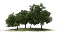 Four different peach trees with fruits on a grass area Royalty Free Stock Photo