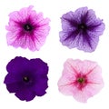 Four different petunia flowers isolated on white background.