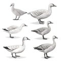 Minimalist Line Drawings Of Six Small Geese On White Background