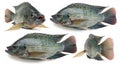 Four distinct angles of fresh whole tilapia fish on Royalty Free Stock Photo