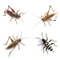 Four different types of crickets on transparent png background Royalty Free Stock Photo