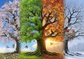 Four distinct seasonal depictions of a tree are visually Royalty Free Stock Photo