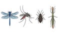 Four distinct types of insects displayed on a plain background Royalty Free Stock Photo
