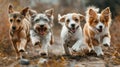 Four diverse dogs joyously run through an autumn field.