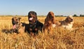 Four dogs Royalty Free Stock Photo