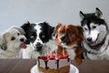 Four dogs celebrating birthday party