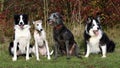 Four dogs (collies whippet lurcher) Royalty Free Stock Photo