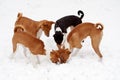 Four dogs digging in Snow