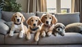 Four dogs lying on the couch looking at camera. Lovely pets. Domestic life.