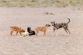 The four dogs playing on sand