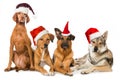 Four dogs with red santa hats Royalty Free Stock Photo