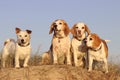 Four dogs on the sand dunes at the beach Royalty Free Stock Photo