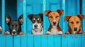 Four dogs in a shelter in a wooden cage. Small dogs poke out from behind the fence. Copy space