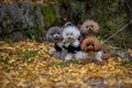 Four dogs in beautiful nature