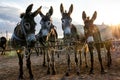 Donkey Farm in a Cypriot village