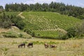 Four donkeys grazing on the rolling hills planted with vineyards in Castellina in Chianti
