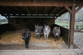 Four donkeys are standing in a barn of a zoo in winter. There are trees in the forest