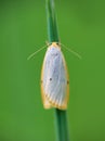 Four dotted footman, cybosia mesomella butterfly insect sitting on grass stem. Animal background Royalty Free Stock Photo