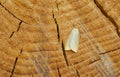 Four-dotted footman, Cybosia mesomella