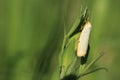 Four-dotted footman moth