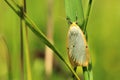 Four-dotted footman