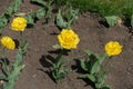 Four double fringed yellow tulips in the flowerbed