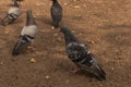 four doves turned away and walk away on the ground Royalty Free Stock Photo